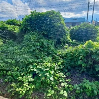 画像334