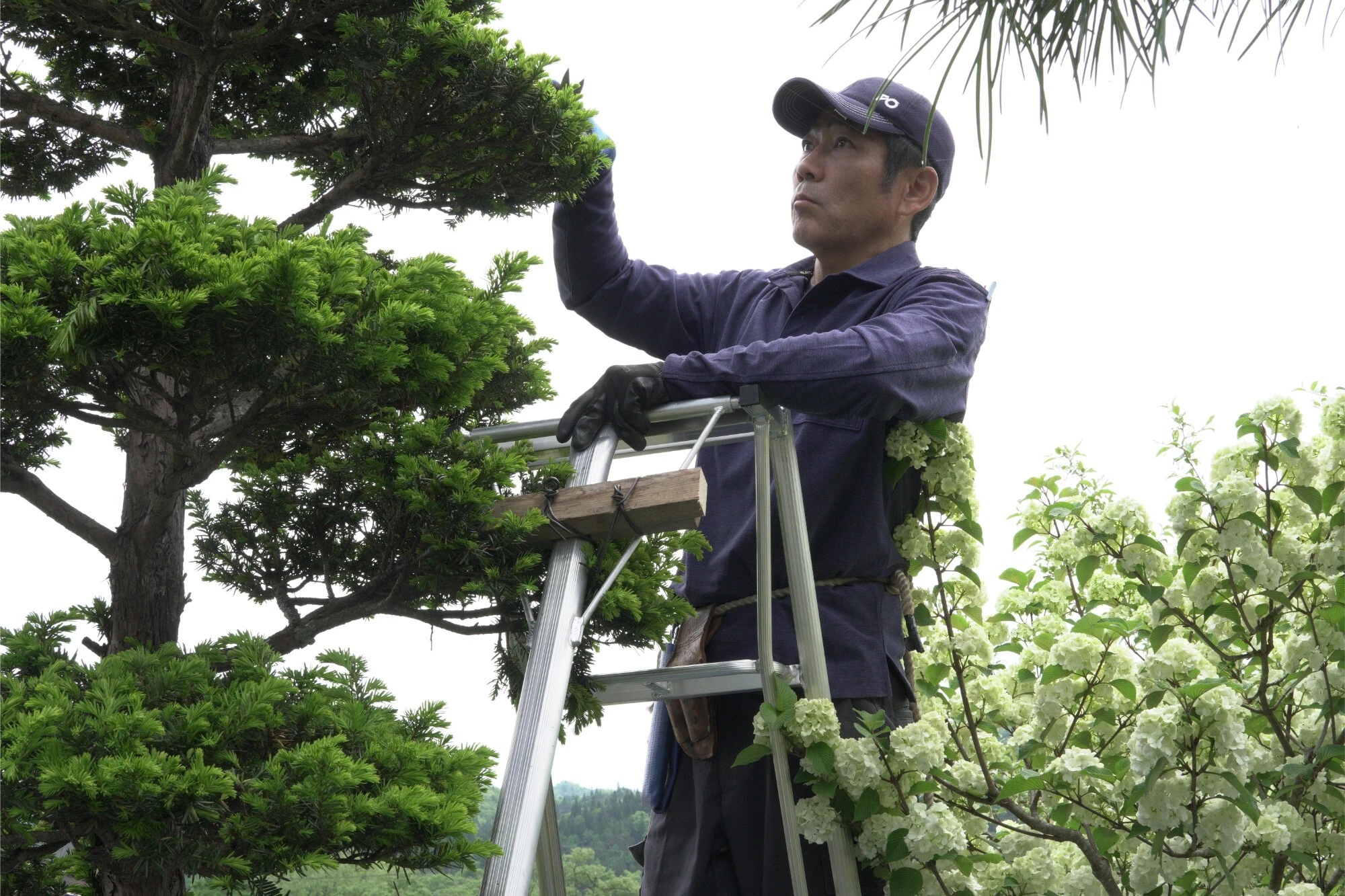 プロの技で大町市のお庭を美しく